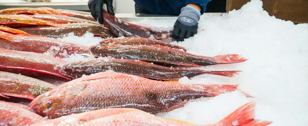 fish-counter