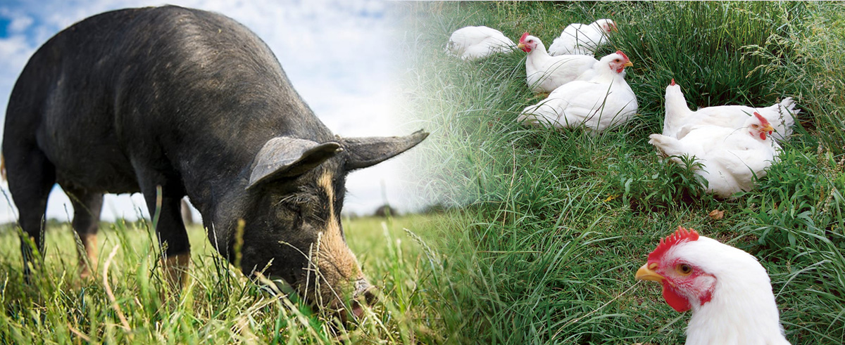 free-range-and-pasture-raised-chicken-and-pork