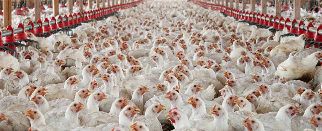 broiler-chickens-in-barn